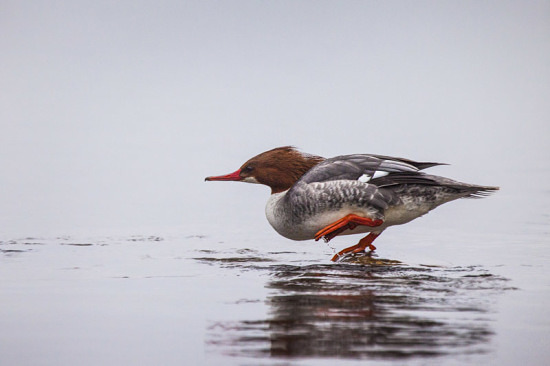 Merganser by Dave D.