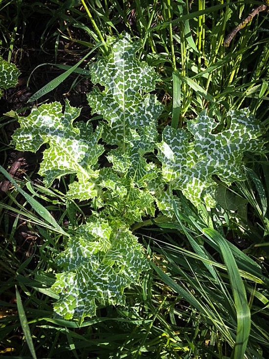 Milk Thistle