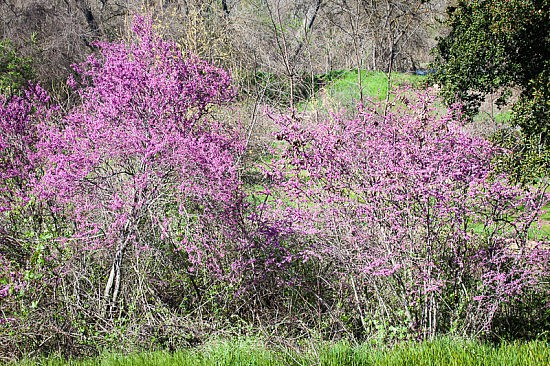 Redbud? 2-29-16