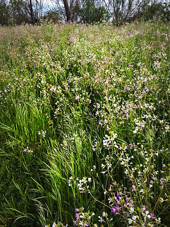 Wild Radish UUMile_3-12-16