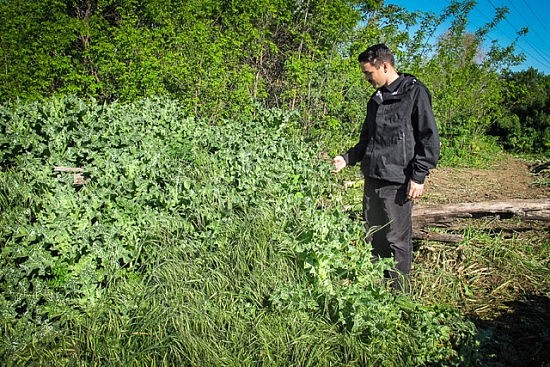 Invasive Milk Thistle On The UU Mile of the Parkway