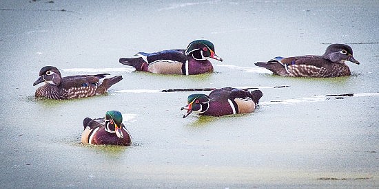 Wood Ducks, American River Parkway