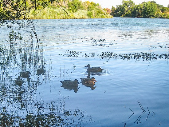 They Think The UU Mile Is Now Just Ducky!