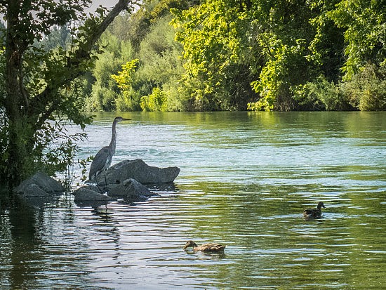 Heron & Ducks , UU Mile, 8-4-16