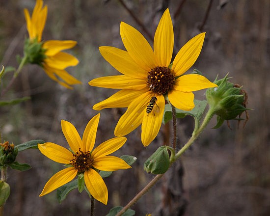 Wild Sunflower Blossom From the UU Mile of the Parkway. 