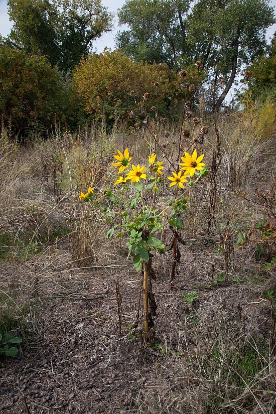 Wild Sunflower on the UU Mile of the American River Parkway