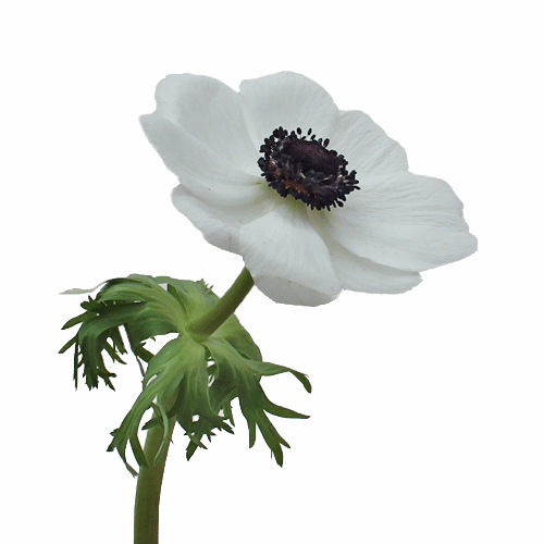 White-with-Black-Center-Fresh-Anemone-Fall-stem-500_3848400d