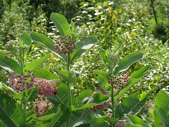 Milkweed9