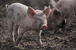 pig