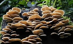 fungus