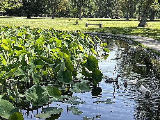 lily pads