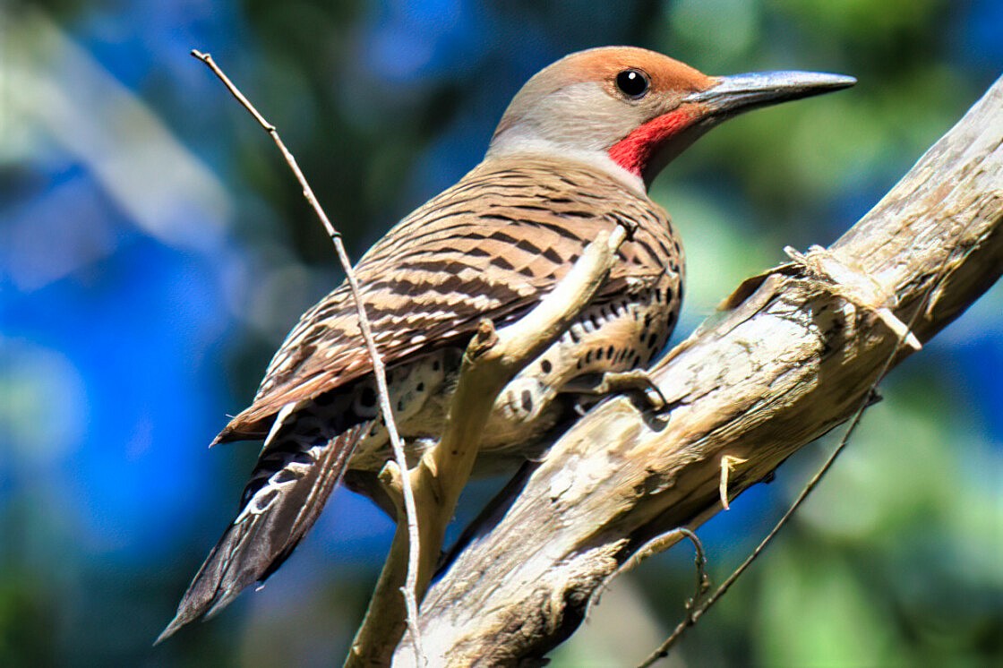 Northern Flicker