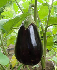 Eggplant