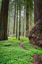 forest floor