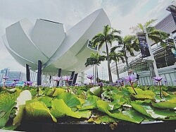 building lily pads amos lee