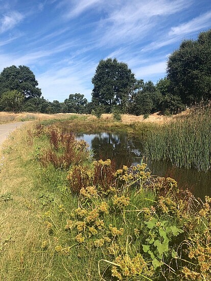 laguna creek