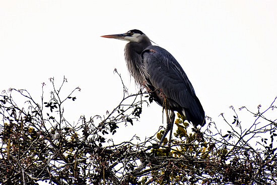 Great Blue Heron