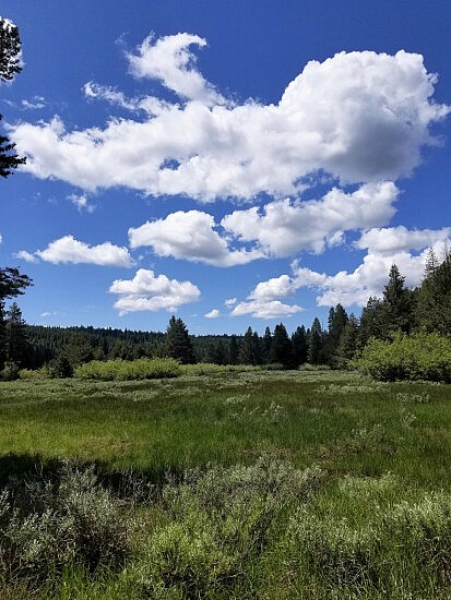 Tahoe/Truckee off Sagehen Creek trail ©June 2023 Eric Ross