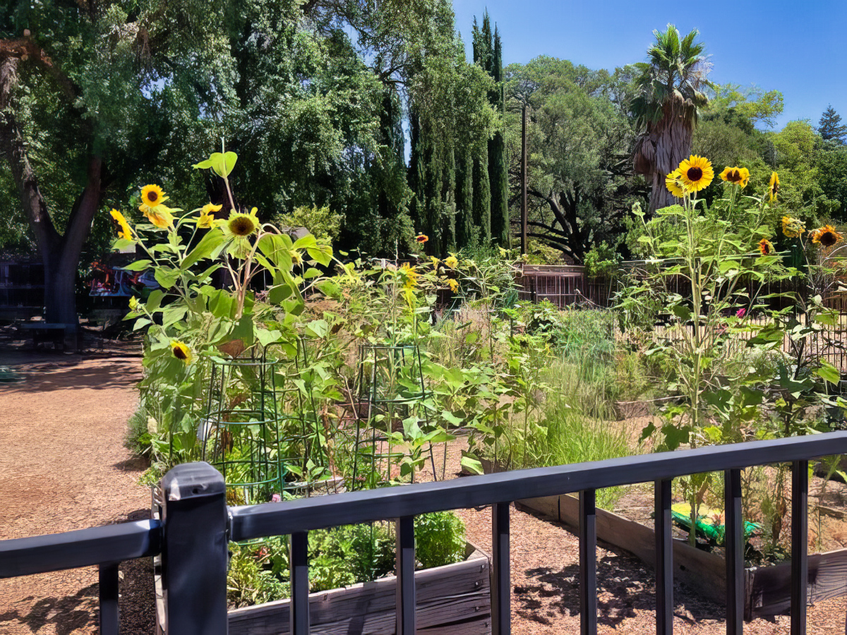 garden-sunflowers -topaz