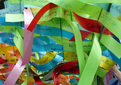 P1080083_Ribbons2_6x4x240