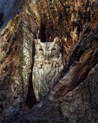 OWL Info Meeting (Aug. 21)