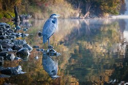Great Blue Heron, American River Parkway, 11-23-15