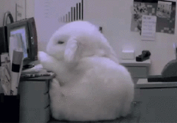 bunny-falls-asleep-at-desk