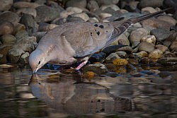 Mourning Dove, American River Parkway