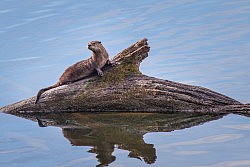 Juvenile River Otter on the UU Mile of the American River Parkway, 10-22-16