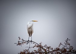 Great Egret, American River Parkway, 12-12-16