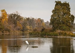 December Morning, American River Parkway