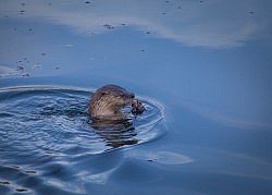 Young River Otter, American River Parkway, 12-7-16