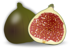 fig