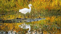 Snowy Egret In Autumn, American River Parkway, ©David Dawson, 2017