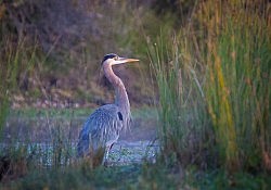 Great Blue Heron, American River Parkway