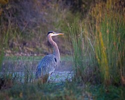 Great Blue Heron, American River Parkway