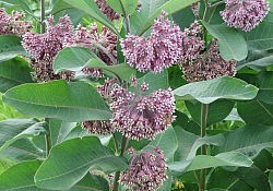 milkweed8