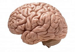 brain