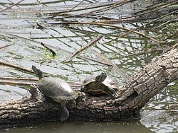 June 22 Laguna Creek Trail Hike