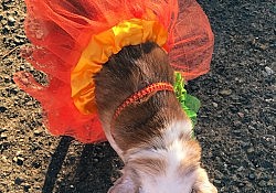 trunk or treat 2019-10