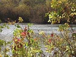 Cosumnes Hike this Sat. 12/21