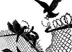 freedom bird