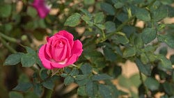 "I Love the Rose"