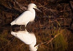 Snowy Egret and Reflection, Dawson