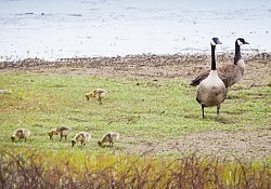 Geese&Goslings_Dawson