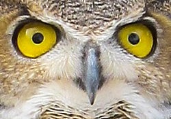 GreatHornedOwl_Dawson