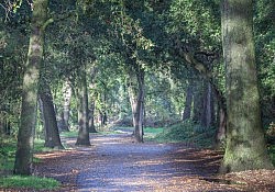 OakForest_ARP_Dawson
