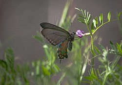 Pipevine Swallowtail Butterfly