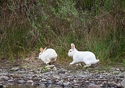 Rabbits_Dawson