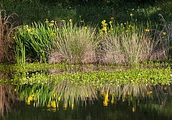 Yellow-Flag_Iris_Dawson